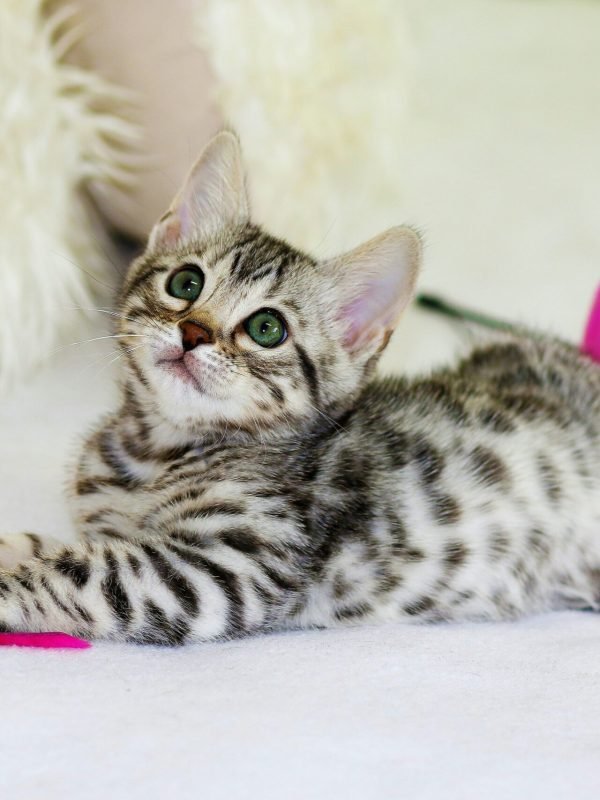 kim-davies-fEK4jvgnApg-unsplash